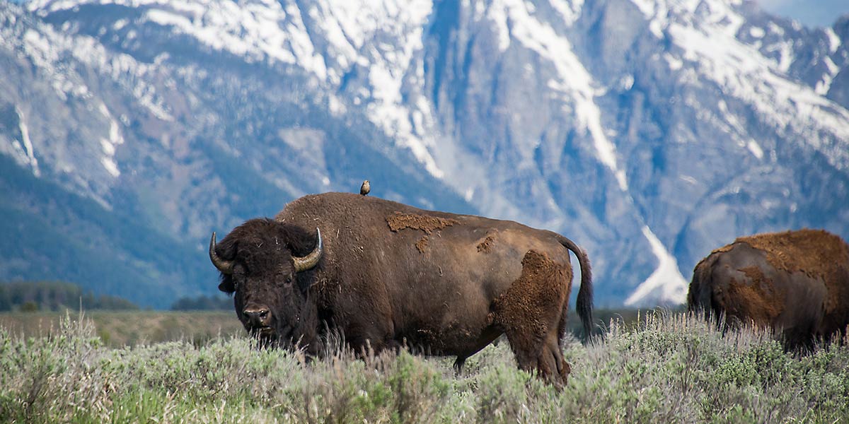 Bison in Grand Teton