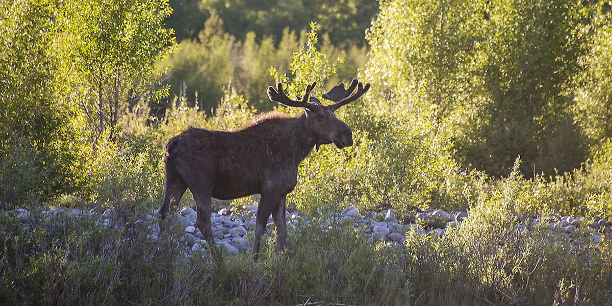 Moose in Grand Teton National Park