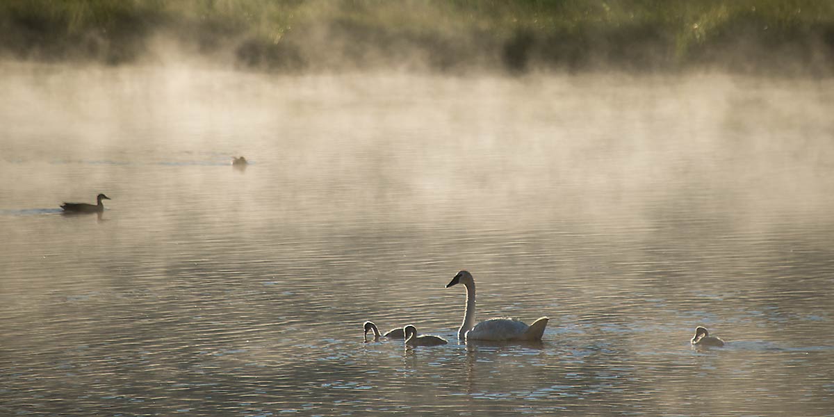 Trumpeter Swans